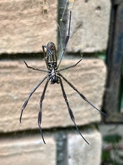 Trichonephila clavipes