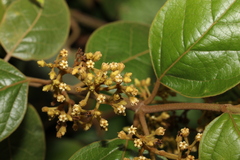 Parsonsia fulva