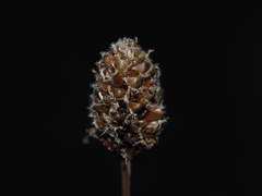 Xyris fimbriata