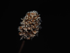 Xyris fimbriata