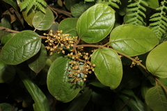 Parsonsia fulva