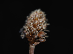 Xyris fimbriata