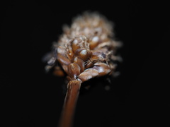 Xyris fimbriata