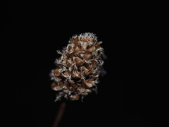 Xyris fimbriata