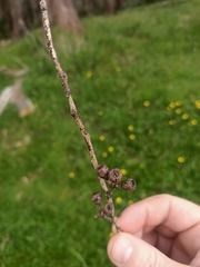 Eucalyptus pauciflora