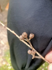 Eucalyptus pauciflora
