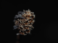Xyris fimbriata