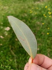 Eucalyptus pauciflora