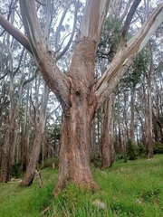 Eucalyptus pauciflora