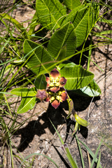 Pachycarpus concolor