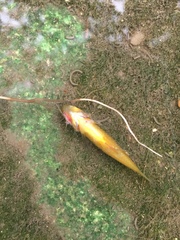 Xiphophorus variatus