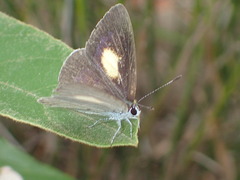 Candalides xanthospilos