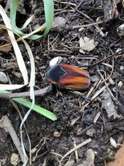 Cotinis mutabilis cabira