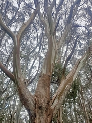 Eucalyptus pauciflora