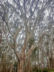 Eucalyptus pauciflora