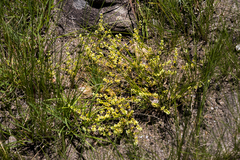 Psammotropha
