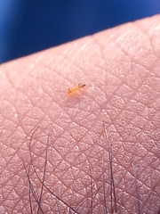 Plagiolepis alluaudi