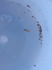 Plagiolepis alluaudi