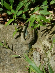 Ameiva atrigularis