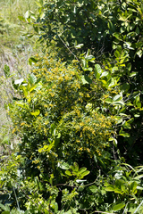 Searsia grandidens