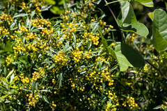 Searsia grandidens