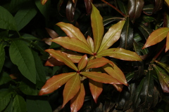 Tasmannia insipida