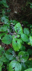 Plectranthus fruticosus