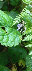 Plectranthus fruticosus