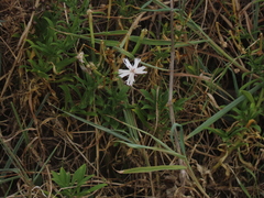 Silene fissipetala kiruninsularis