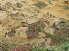 Silene fissipetala kiruninsularis