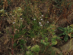 Silene fissipetala kiruninsularis