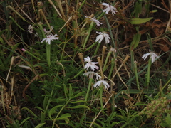 Silene fissipetala kiruninsularis