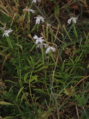 Silene fissipetala kiruninsularis
