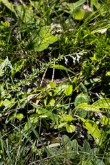 Syncolostemon parviflorus