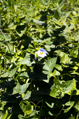 Thunbergia natalensis