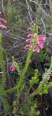 Erica densifolia