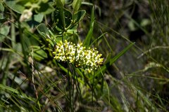 Xysmalobium involucratum