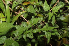 Urtica incisa