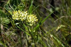 Xysmalobium involucratum