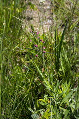 Zaluzianskya elongata