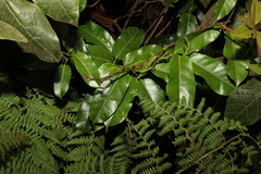 Leichhardtia rostrata