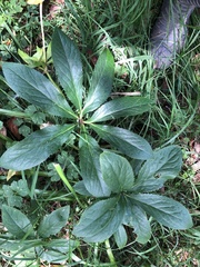 Helleborus orientalis