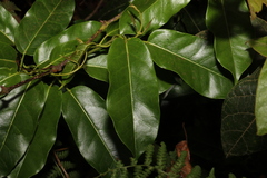 Leichhardtia rostrata