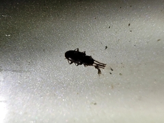 Cryptamorpha brevicornis