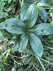 Helleborus orientalis