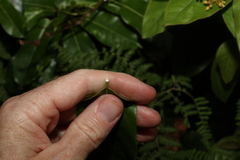 Leichhardtia rostrata