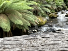 Austroargiolestes calcaris