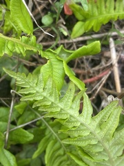 Polypodium glycyrrhiza