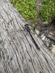 Austroargiolestes calcaris