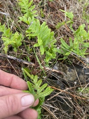 Polypodium glycyrrhiza